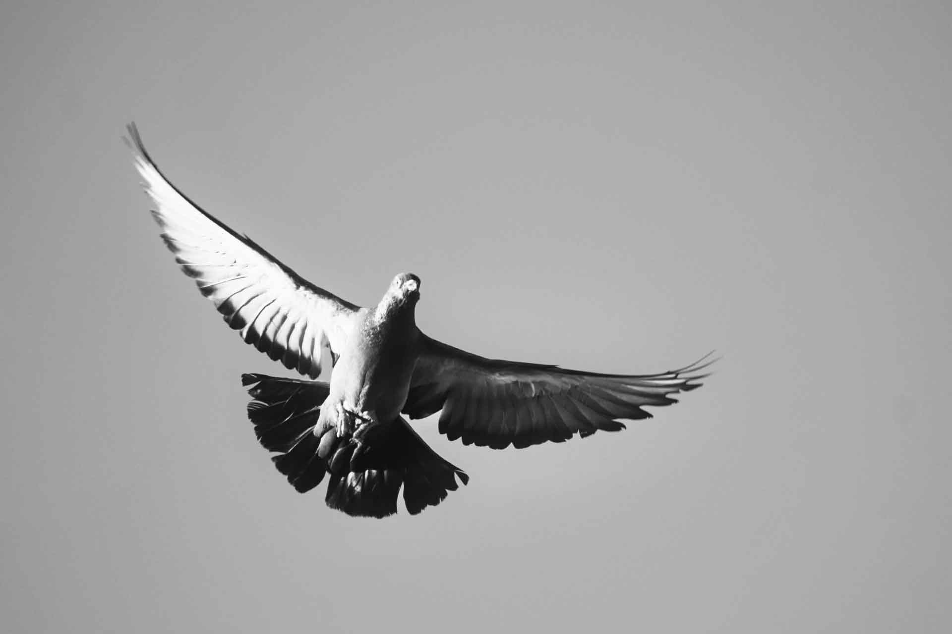 IMG_2031
